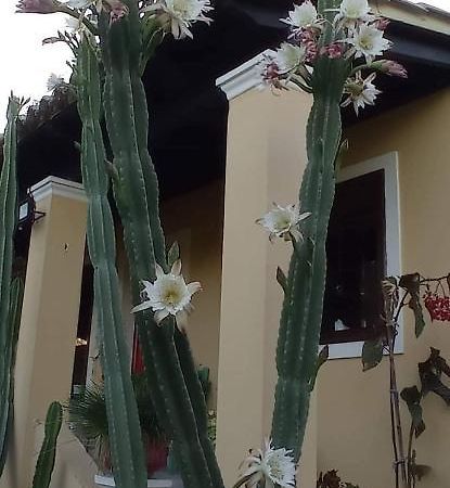 Nymfai Roula'S House 빌라 외부 사진